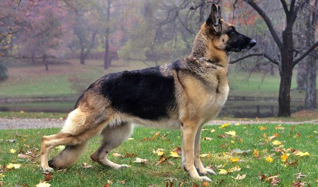 The Evolution of Protection Dogs: From Ancient Guardians to Modern Protectors