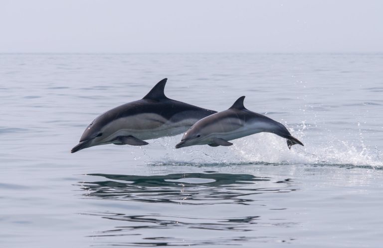 Hop Aboard the Destin Dolphin Boat Tour: An Unforgettable Adventure!