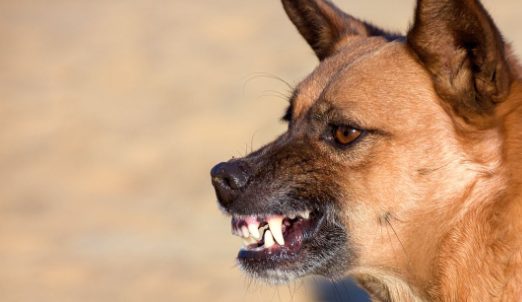 Effective Strategies for Training Aggressive Dogs