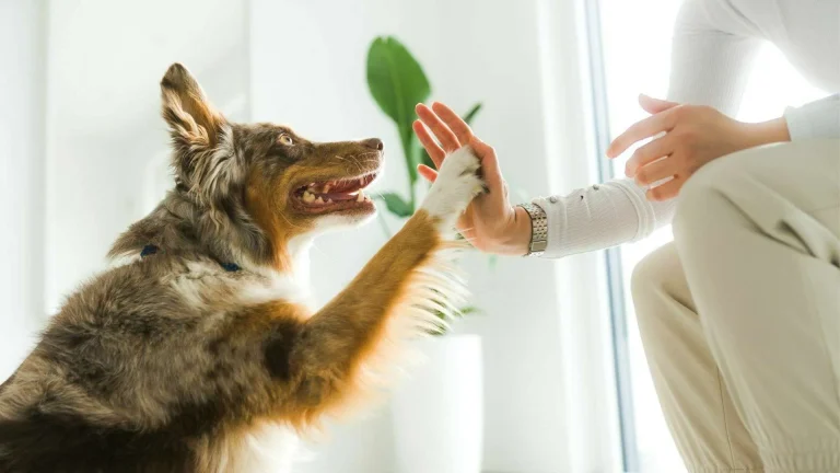 Pet-Friendly Pest Treatment: Ensuring Safety and Comfort for Your Furry Friends