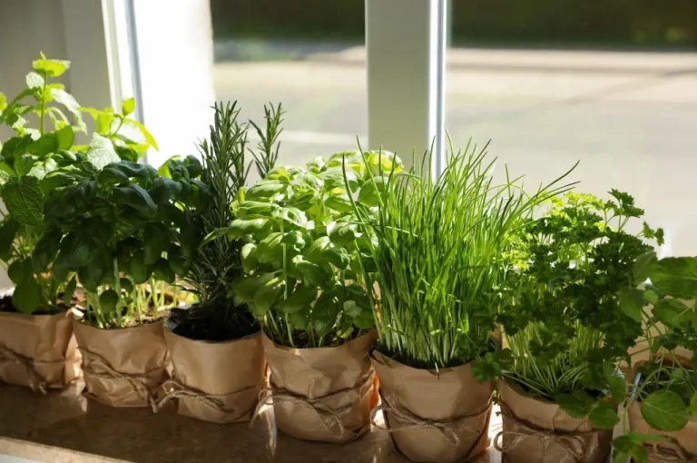 Why Fresh Herbs Are Essential for Flavourful Cooking Adventures